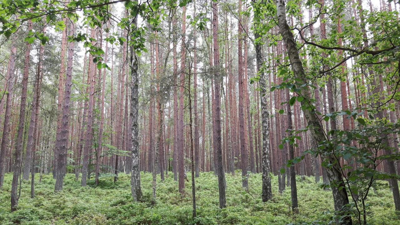 Domki Letniskowe Wiktorek Dziwnówek Exteriör bild